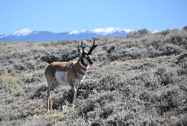 istock Pronghorn on the Hill 2242889836