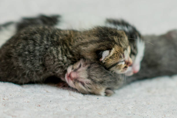 Two newborn kittens snuggle on a soft blanket, their tiny fur and peaceful slumber conveying warmth, innocence, and newfound family bond. Perfect for cute, comforting, home, and baby animal themes.