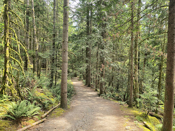 istock A path with ferns and coniferous trees in the mountain forest. British Columbia, Canada. Canadian fores 2242892418