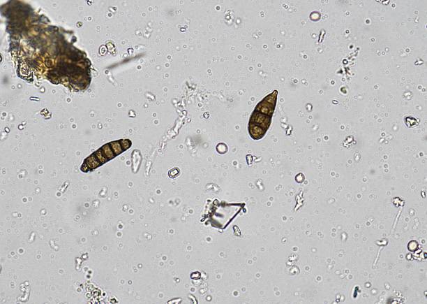 istock soil microorganisms under a microscope including amoeba, flagellates, nematodes, fungi, bacteria 2242895054