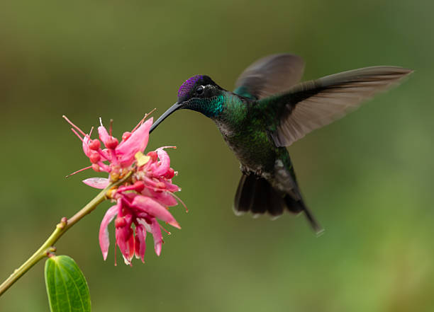 istock Hummingbird in Costa Rica 2242896721