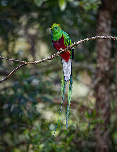 istock Resplendent Quetzal in Costa Rica 2242896753