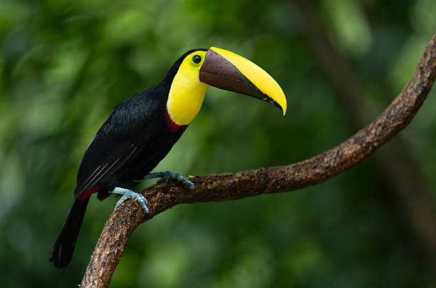 istock Toucan in Costa Rica 2242896800