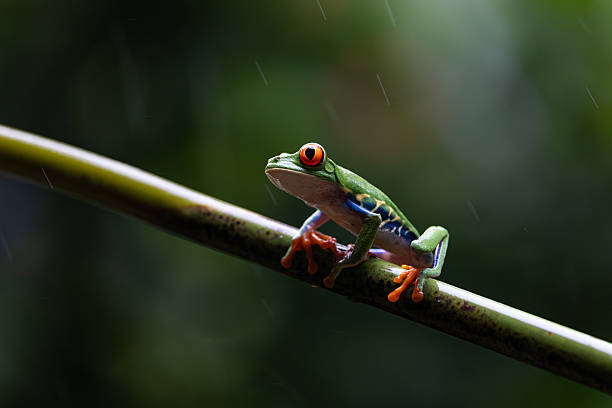 istock Red-eyed Tree Frog in Costa Rica 2242896805