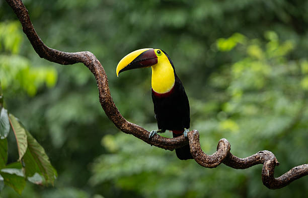 istock Toucan in Costa Rica 2242896807