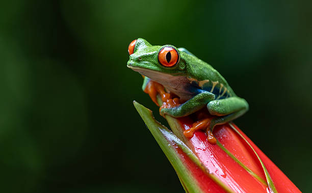 istock Red-eyed Tree Frog in Costa Rica 2242896813