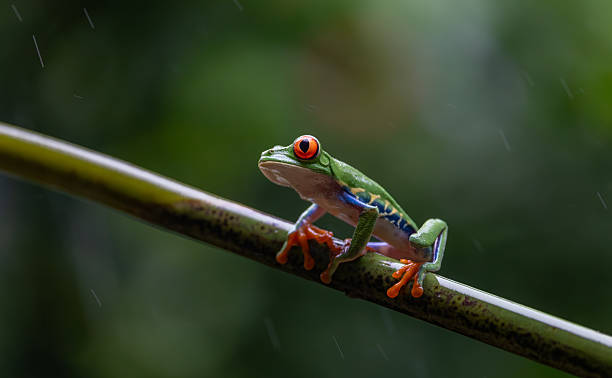 istock Red-eyed Tree Frog in Costa Rica 2242896819