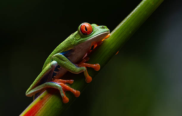 istock Red-eyed Tree Frog in Costa Rica 2242896823
