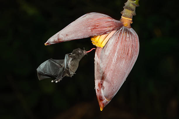 istock A Bat in Costa Rica 2242896842