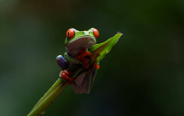 istock Red-eyed Tree Frog in Costa Rica 2242896845