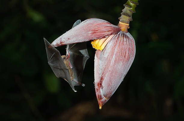 istock A Bat in Costa Rica 2242896847