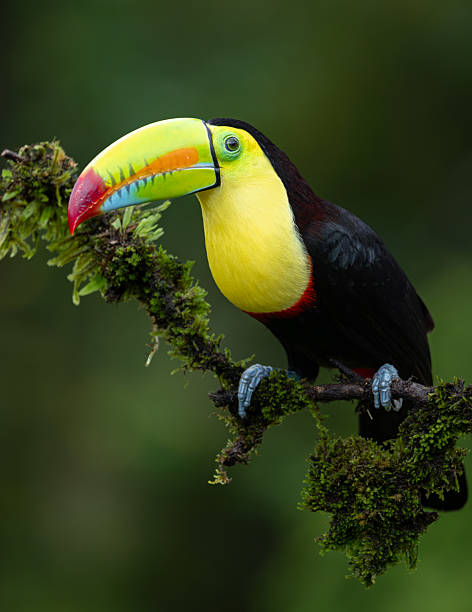 istock Toucan in Costa Rica 2242896877