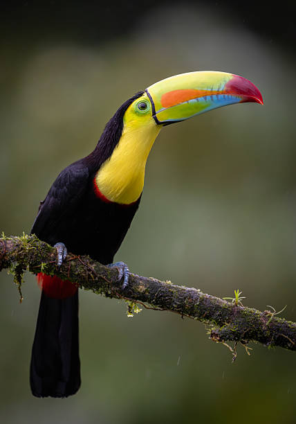 istock Toucan in Costa Rica 2242896947