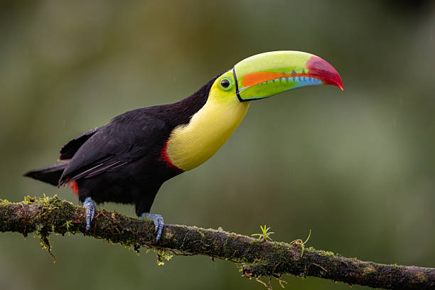 istock Toucan in Costa Rica 2242896954