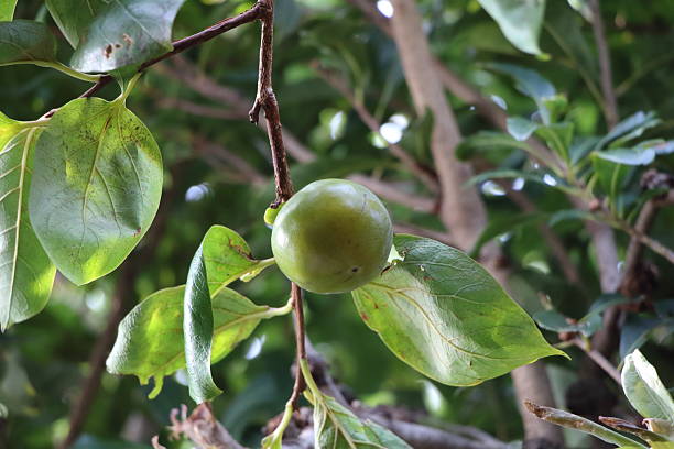istock Simple Unripe Persimmon Illuminated by Sunlight Filtering 2242898753