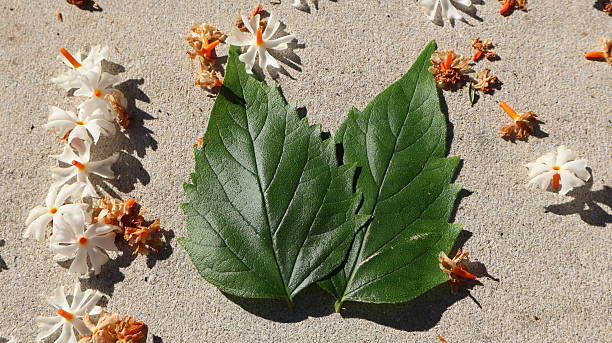 istock Night-blooming jasmine (Nyctanthes arbor-tristis) leaves and white- orange flowers. 2242899693