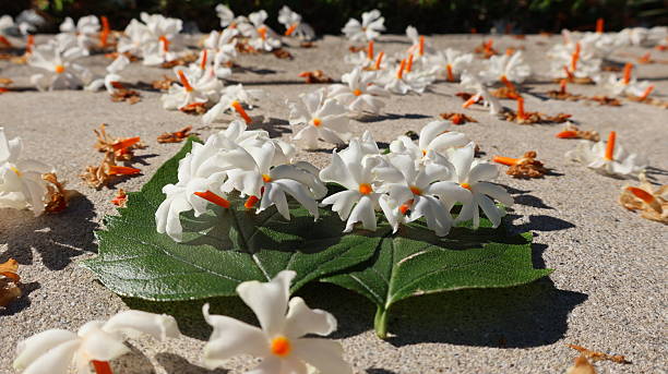 istock Coral Jasmine and Leaves in Sunlight 2242899707