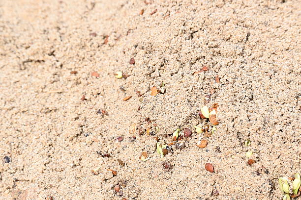 A serene and tranquil beach scene showcasing scattered seashells set against soft, golden sand on the shore