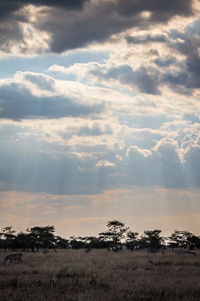 istock Sun Rays Breaking Through Clouds Over a Herd of Zebras in the Savanna 2242900185