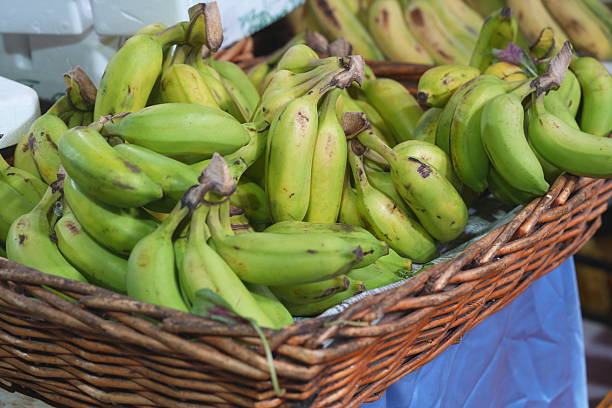 Fresh green unripe bananas on the ground, arranged on a natural surface