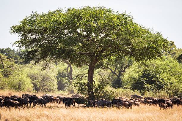 istock Large Herd of Cape Buffalo Sheltering Under a Shade Tree in the Savanna 2242900795