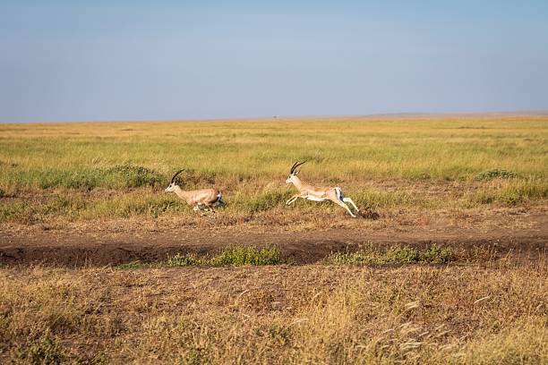 istock Thomson's Gazelles Running and Leaping Across the African Plain 2242900826