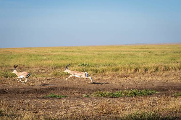 istock Thomson's Gazelles Running and Leaping Across the African Plain 2242900862