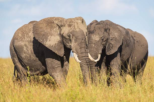istock Two Massive African Elephants Touching Trunks in the Golden Grass 2242900912