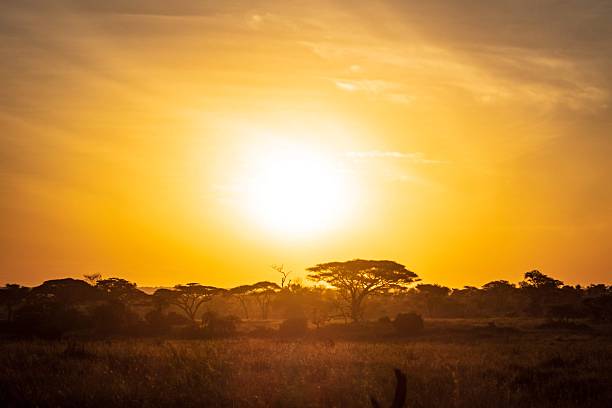 istock Silhouetted Acacia Trees at Sunrise Over African Savanna 2242900940