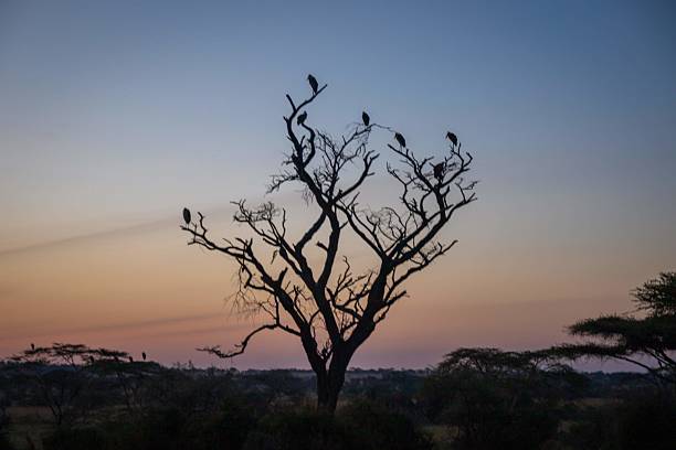 Sunset near a waterhole in Southern Africa