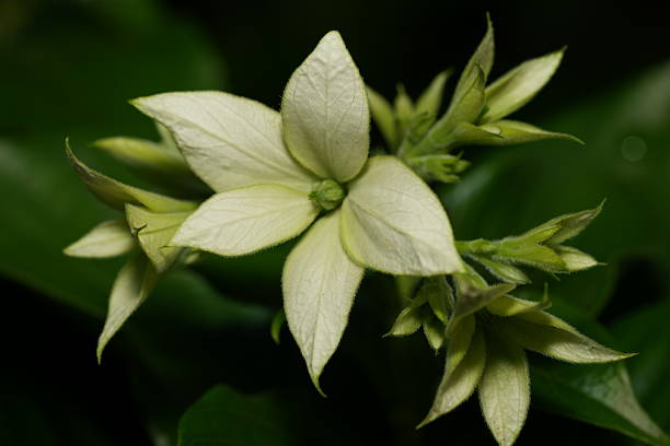 istock Clerodendrum Thomsoniae with Bold Red-and-White Blooms 2242902047