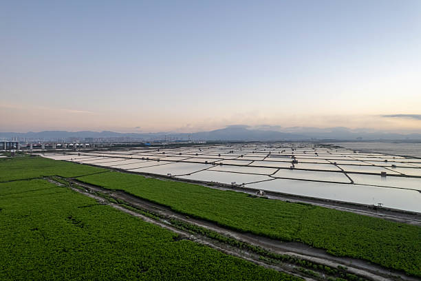 istock Aerial view of mudflat and mangrove 2242902110