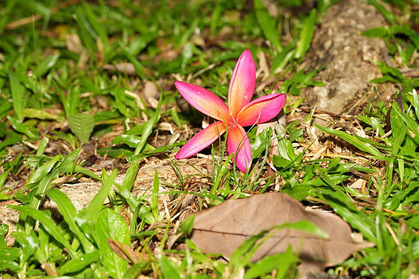 istock Fragrant Plumeria Rubra Blossoms in Tropical Garden Light 2242902237