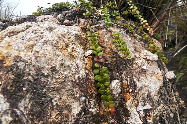 A low-angle shot of weathered granite cliffs at Anse Louis on Mahé Island, Seychelles. The rock face displays vertical erosion patterns and varying mineral coloration, ranging from dark grey to orange-brown. The summit and crevices are populated with lush tropical trees and palm species, including the endemic palms of the Seychelles.