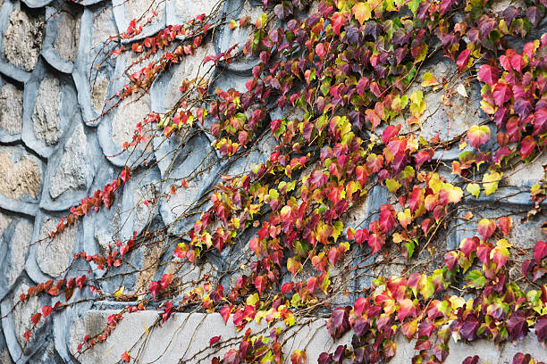 The ivy red in autumn is very beautiful