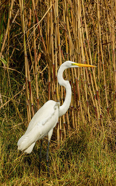 istock A Great Egret at an animal refuge 2242905393