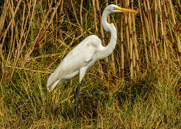 istock A Great Egret at an animal refuge 2242905399