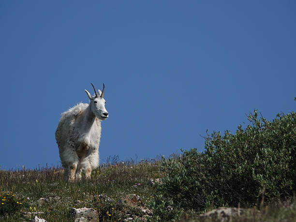 istock Lone mountain goat on the skyline tundra. 2242909316