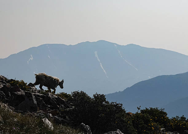 Lone mountain goat walking down a ridge in silhouette.