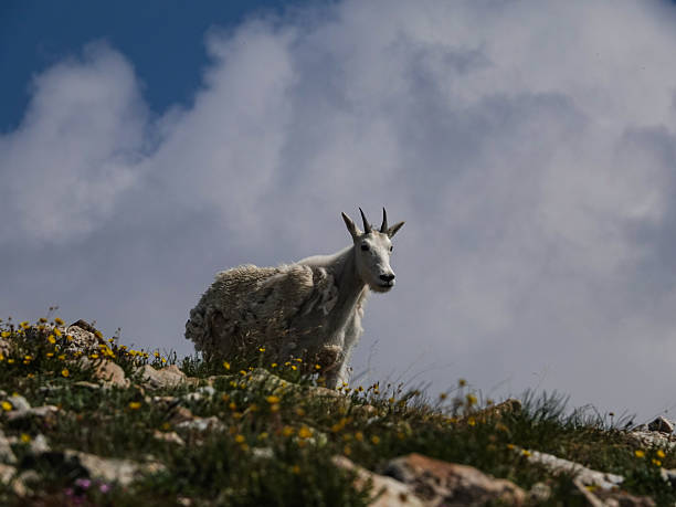 istock Lone mountain goat on the skyline tundra. 2242909333