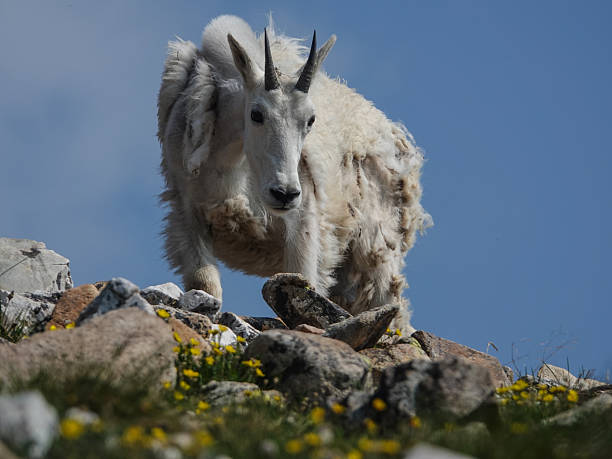 istock Lone mountain goat on the skyline tundra. 2242909337