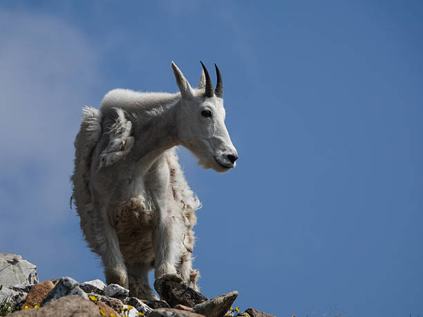 istock Lone mountain goat on the skyline tundra. 2242909338