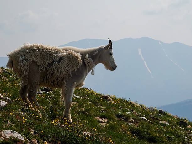 Lone mountain goat on the skyline tundra.