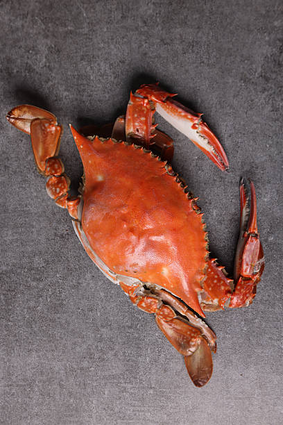 istock Delicious seafood swimming crab 2242909448
