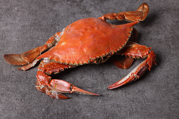 istock Delicious seafood swimming crab 2242909449