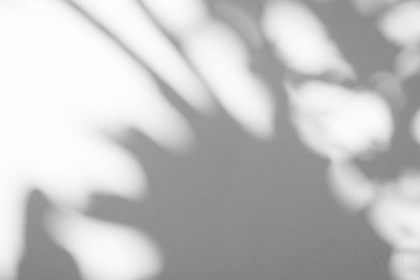 istock Abstract natural tree branch leaves shadow on white wall background 2242910325