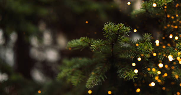 istock Pine branch at sunset with sparkling bokeh, Christmas background 2242913265