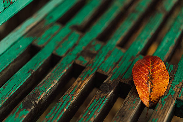 istock Autumn leaf on old green wooden bench closeup texture 2242913548