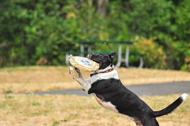 istock Pete the Frisbee Dog 2242913562