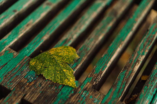 Yellow green leaf on cracked paint wooden bench. High quality photo